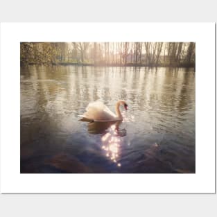 majestic white swan Posters and Art